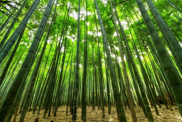 Fem overraskende måder at bruge bambus i din daglige husholdning